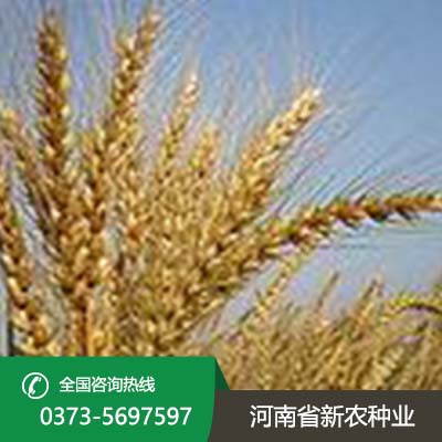 河北超高产1800斤小麦种子