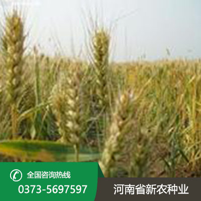 河北小麦种子产品