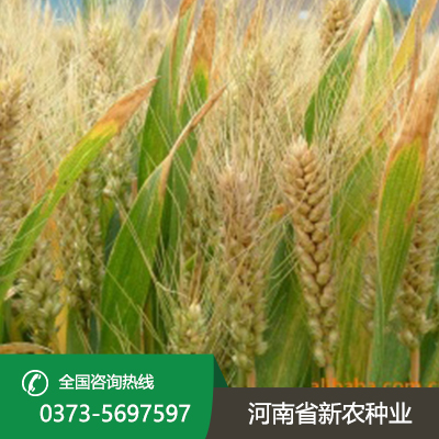 河北今日小麦价一斤多少钱