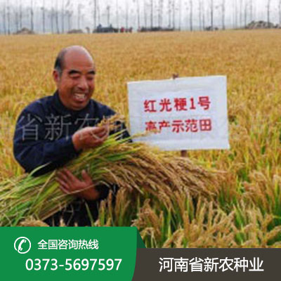 河北水稻种