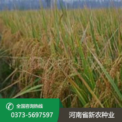 河北郑稻201水稻种子