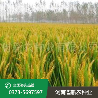 河北水稻种子产品