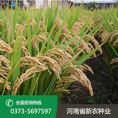 河北水稻种子代理