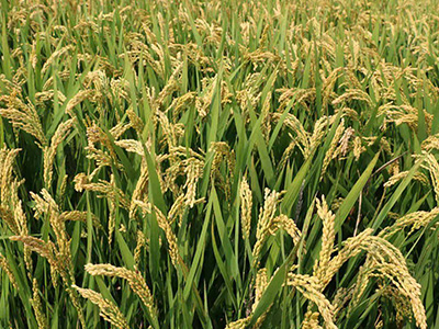 河北阳光800水稻种子