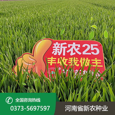 河北新农25小麦种子