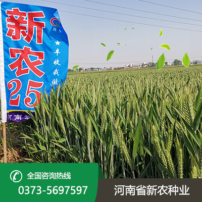 河北新农25小麦种