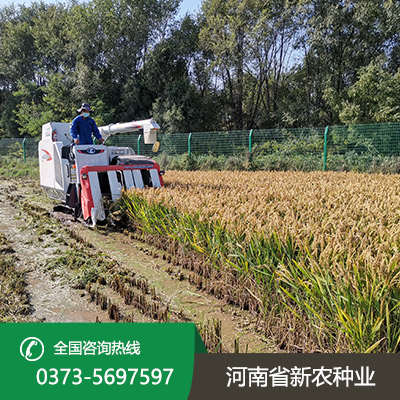 河北常规水稻种子价格