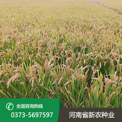 河北常规水稻种子