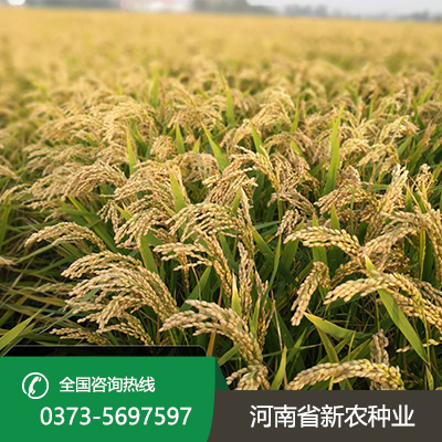 河北麦茬旱直播的水稻品种