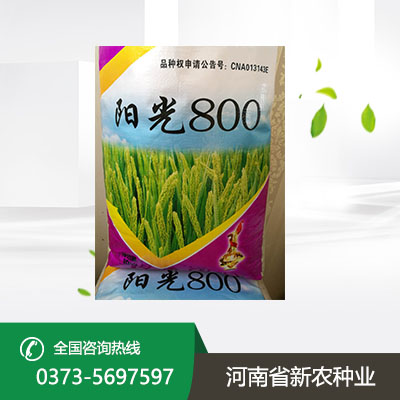 冬小麦