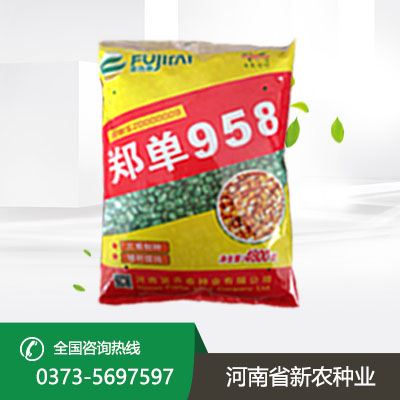 河北郑单958麦
