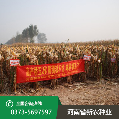 河北适合机器收的玉米种子