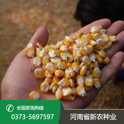 河北玉米种子采购
