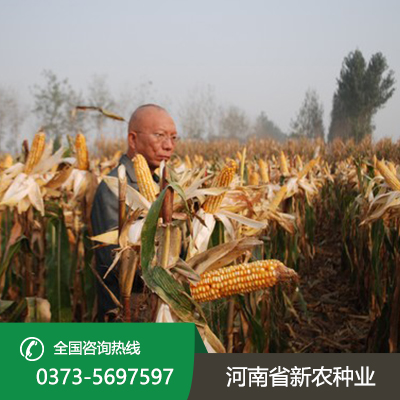 河北直接收籽玉米价格