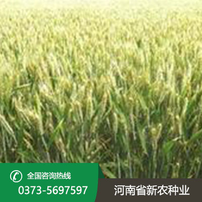 河北小麦一亩地用多少种子