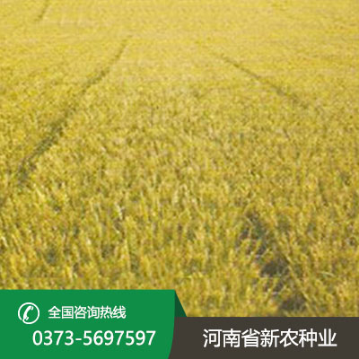 河北亩产1000公斤的小麦
