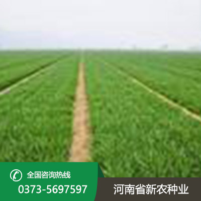 河北矮抗58小麦种子