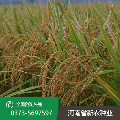 河北焦旱1号水稻