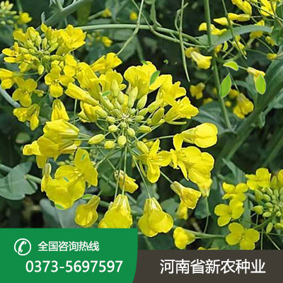河北油菜花种子