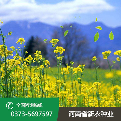 河北油菜籽种子