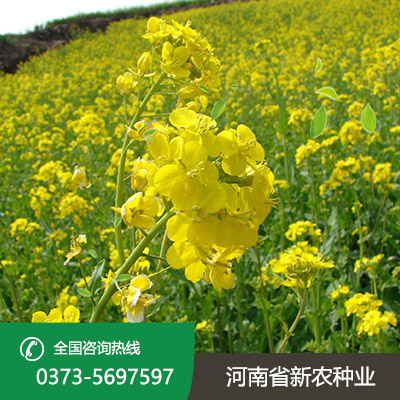 河北油菜种子