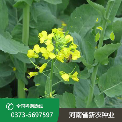 河北杂交油菜籽种子