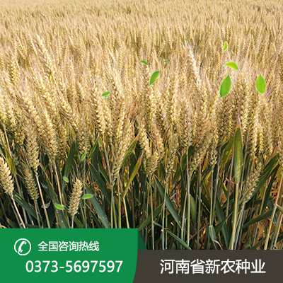 河北才智566麦种