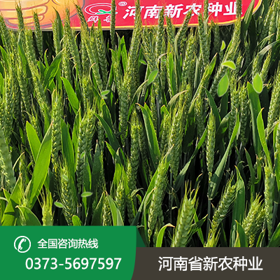 河北抗旱小麦种子