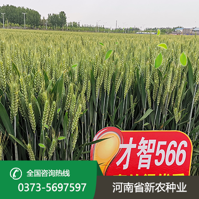 河北抗倒伏小麦种子