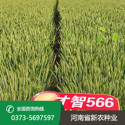 河北抗冻小麦种子