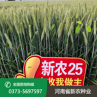 河北新农25麦种