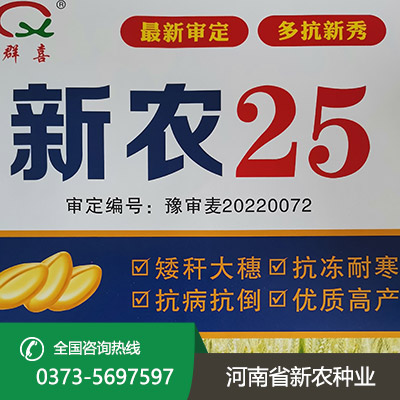 河北矮秆大穗小麦种子