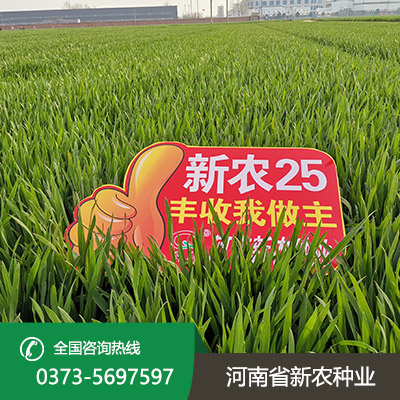 河北小麦种子