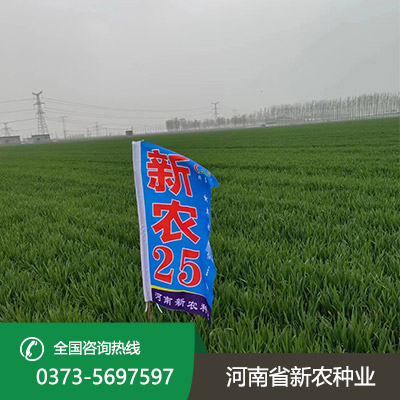 河北小麦种子报价