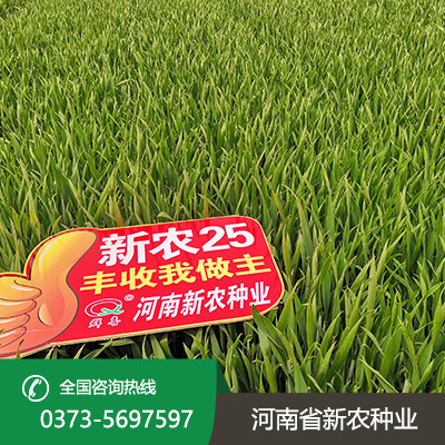 河北丰产小麦种子