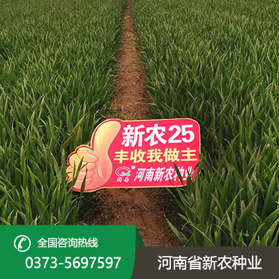 河北高产小麦种子