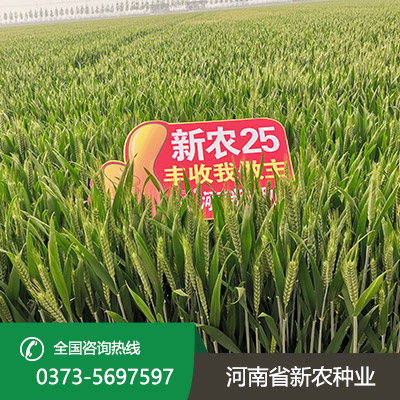 河北小麦种子批发价格