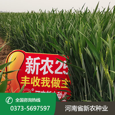河北小麦种子怎么种