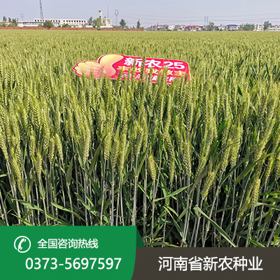河北小麦种子批发