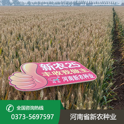 河北超高产小麦种子