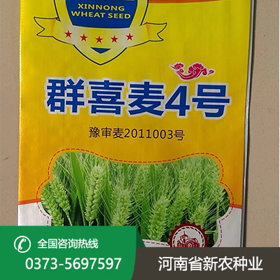 河北群喜麦4号小麦种子