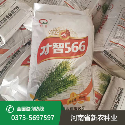 河北早熟小麦种子
