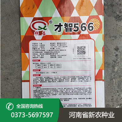 河北抗倒小麦种子