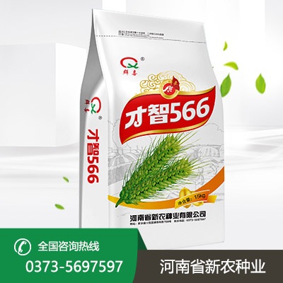 河北才智566小麦种