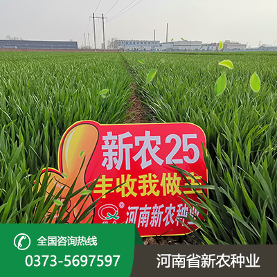 河北抗冻耐寒小麦种子