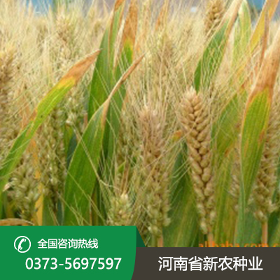 河北抗冻耐寒小麦