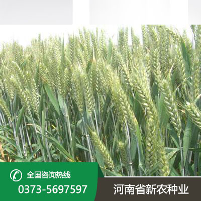 河北抗病抗倒小麦种