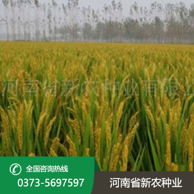 河北水稻