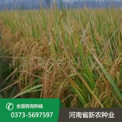 河北直播稻